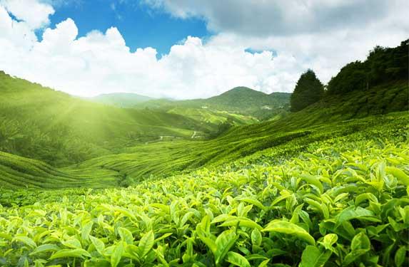 Thrissur-Munnar-Thekkady Tour Package